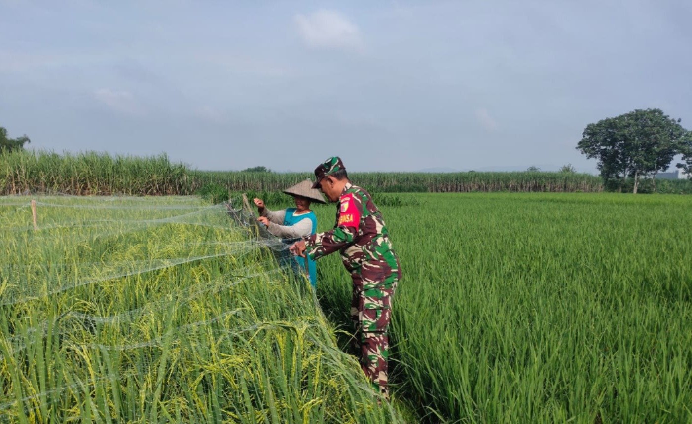 Menjaga Padi, Menjaga Ketahanan Pangan Nasional