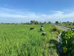Babinsa Menyatu dengan Petani: Tumbuh Keyakinan Pangan Negeri Takkan Surut