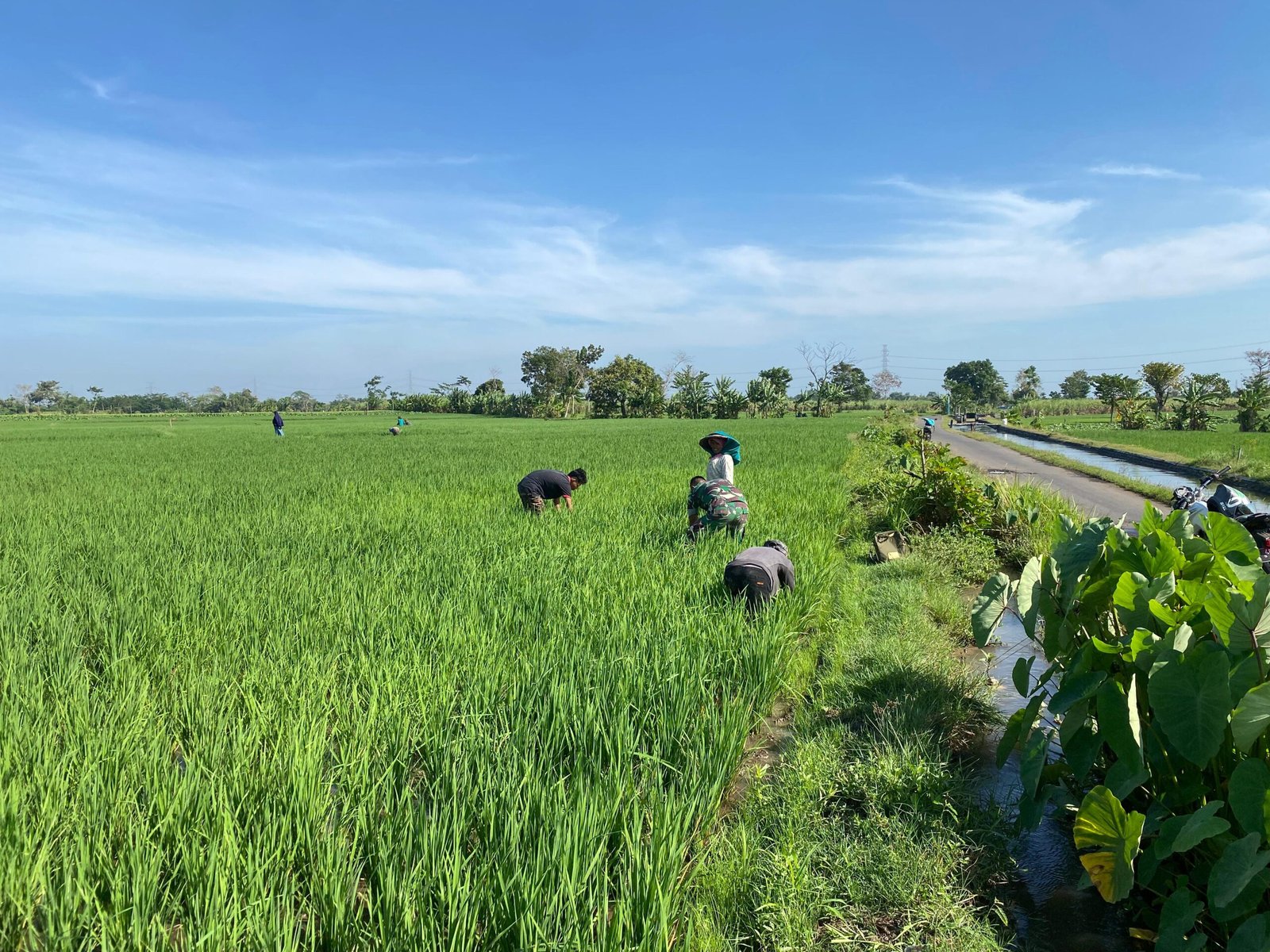 Babinsa Menyatu dengan Petani: Tumbuh Keyakinan Pangan Negeri Takkan Surut