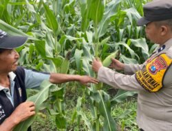 Bhabinkamtibmas Desa Bakung Temenggungan Masifkan Program Ketahanan Pangan Polresta Sidoarjo