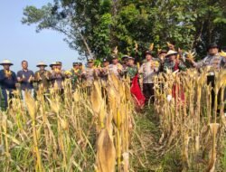 Panen Jagung di Desa Lemujut Krembung Dukung Program Ketahanan Pangan