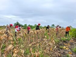 PTPN IV Regional V dan Polres Landak Panen Perdana Jagung Tumpang Sari