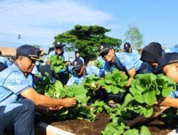 Lanud Husein Sastranegara Panen Sayuran, Bukti Komitmen TNI AU Dukung Ketahanan Pangan