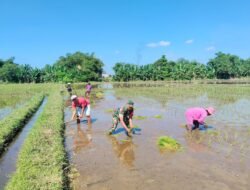 TNI Dampingi Petani Padi Wujudkan Swasembada Pangan