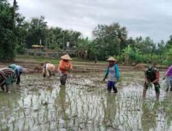 Loreng di Sawah, TNI Dampingi Petani Wujudkan Ketahanan Pangan