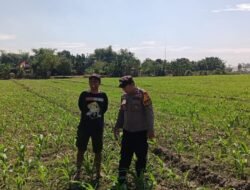 Upaya Polsek Tarik Dorong Program Ketahanan Pangan, Bhabinkamtibmas Dampingi Petani