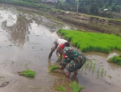 Sertu Idhar Turun ke Sawah, Wujud Nyata Pendampingan Babinsa Bagi Petani di Gading