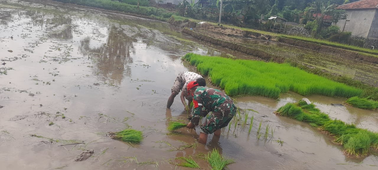 Babinsa Desa Jurang Jeruk Koramil 0820-23/Gading, ikut serta membantu petani menanam padi di lahan milik Bapak Juni, warga Desa Jurang Jeruk