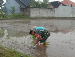 Wujud Kepedulian TNI, Babinsa Gading Serda Agus Bantu Petani Menanam Padi