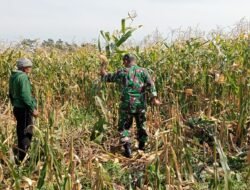 Babinsa Banyuanyar Dampingi Panen Jagung, Wujud Kebersamaan TNI dan Petani