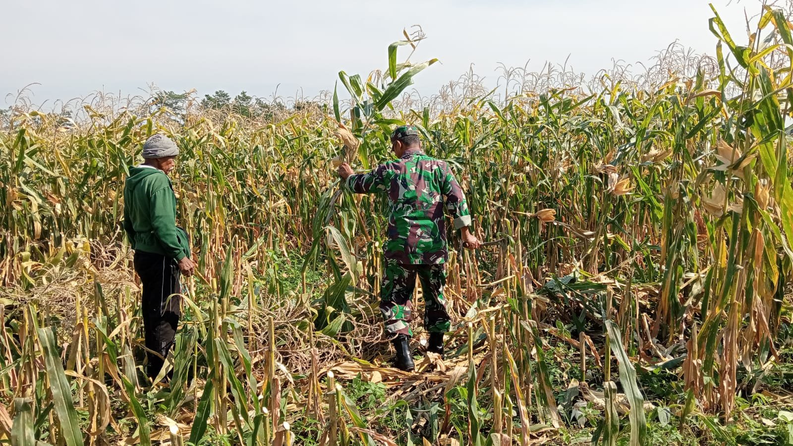 Sertu Aksan, anggota Koramil 0820-20/Banyuanyar, melaksanakan pendampingan panen jagung milik Bapak Toha, warga Dusun Tekong