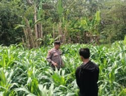 Polsek Tarik Gandeng Ponpes Gencarkan Program Ketahanan Pangan