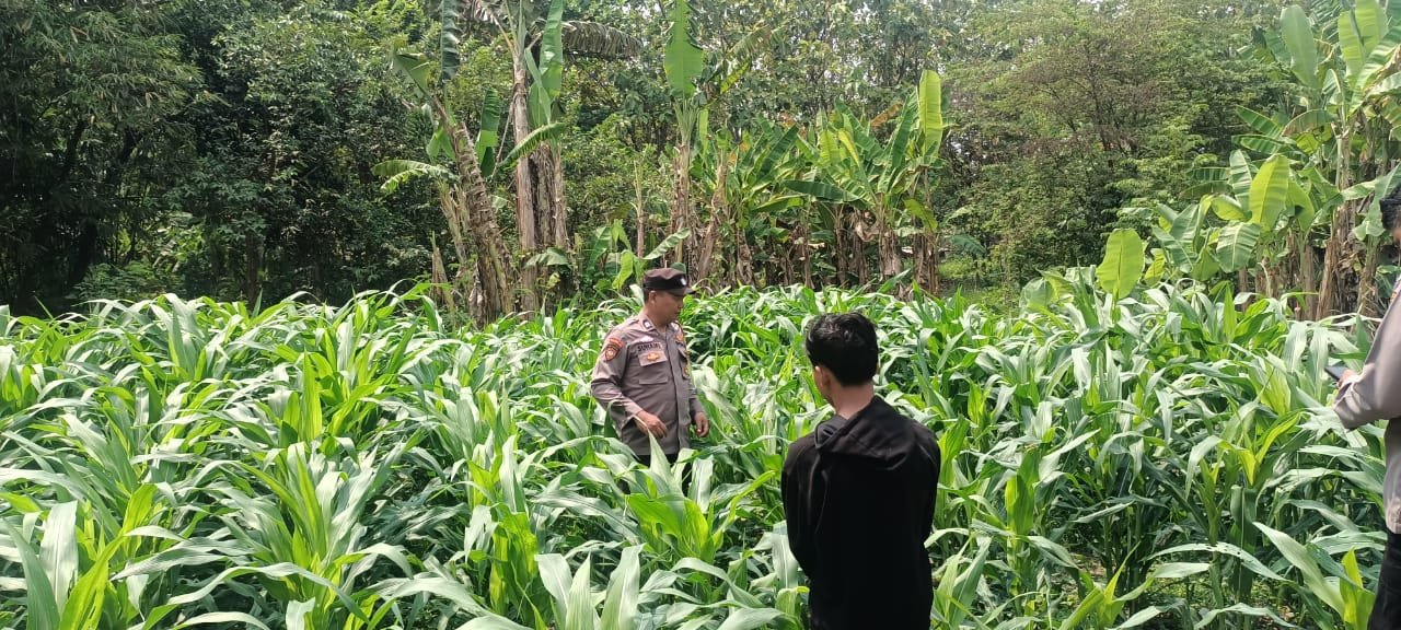 pengecekan perkembangan tanaman jagung yang dikembangkan bersama Pondok Pesantren Darul Hikmah di Desa Singogalih, Kecamatan Tarik