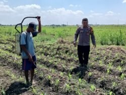 Polsek Tarik Gelar Patroli Lahan Jagung Dukung Ketahanan Pangan