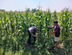 Bhabinkamtibmas Desa Bulang Pantau Perkembangan Tanaman Jagung Dukung Ketahanan Pangan