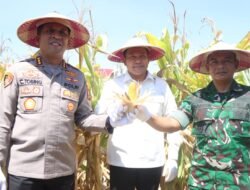 Kabupaten Sidoarjo Dukung Swasembada Pangan, Panen Raya Jagung Kuartal III di Balongbendo