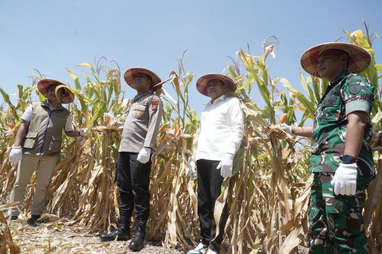 kegiatan Panen Raya Jagung Serentak Kuartal III tahun 2025.