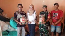Bibit padi