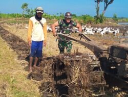 TNI Bersama Rakyat: Babinsa Koramil 0820-15 Bantu Pengolahan Sawah di Pajarakan