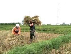 Serka Agus Budiono Turun ke Sawah, Dukung Petani Klenang Lor Saat Panen Padi