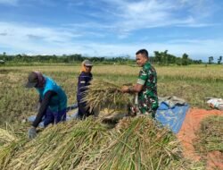 Babinsa Banyuanyar Dampingi Petani Liprak Wetan Saat Panen Padi