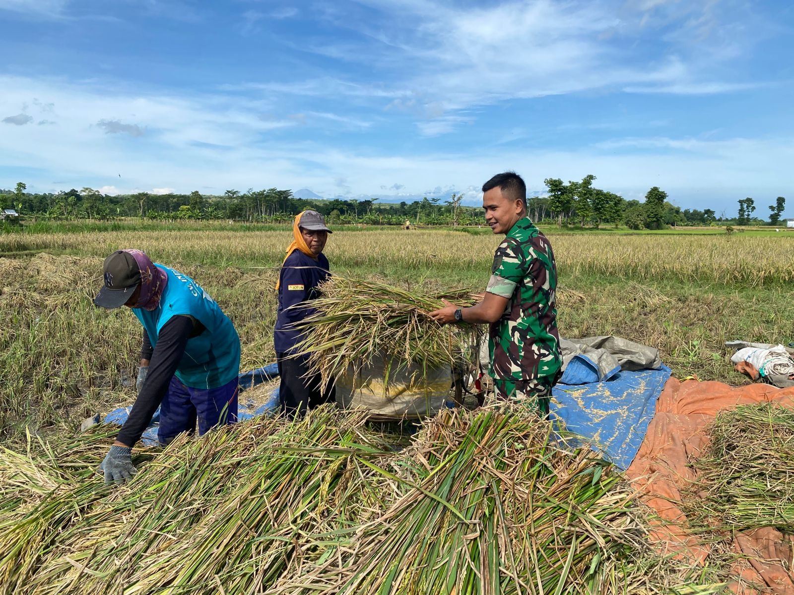 Babinsa Banyuanyar Dampingi Petani Liprak Wetan Saat Panen Padi