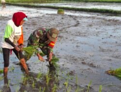 Babinsa Koramil 0820-23/Gading Dampingi Petani Wangkal Tanam Padi