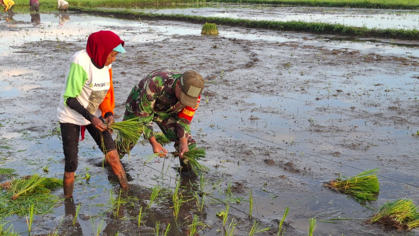 Serda Sahrul, melaksanakan kegiatan pendampingan kepada petani yang sedang menanam padi