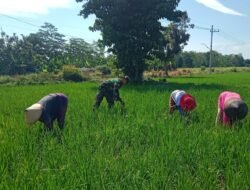 Koptu Agus Yasir Arofat Turun ke Sawah, Dukung Petani Sukokerto Tingkatkan Produktivitas Padi