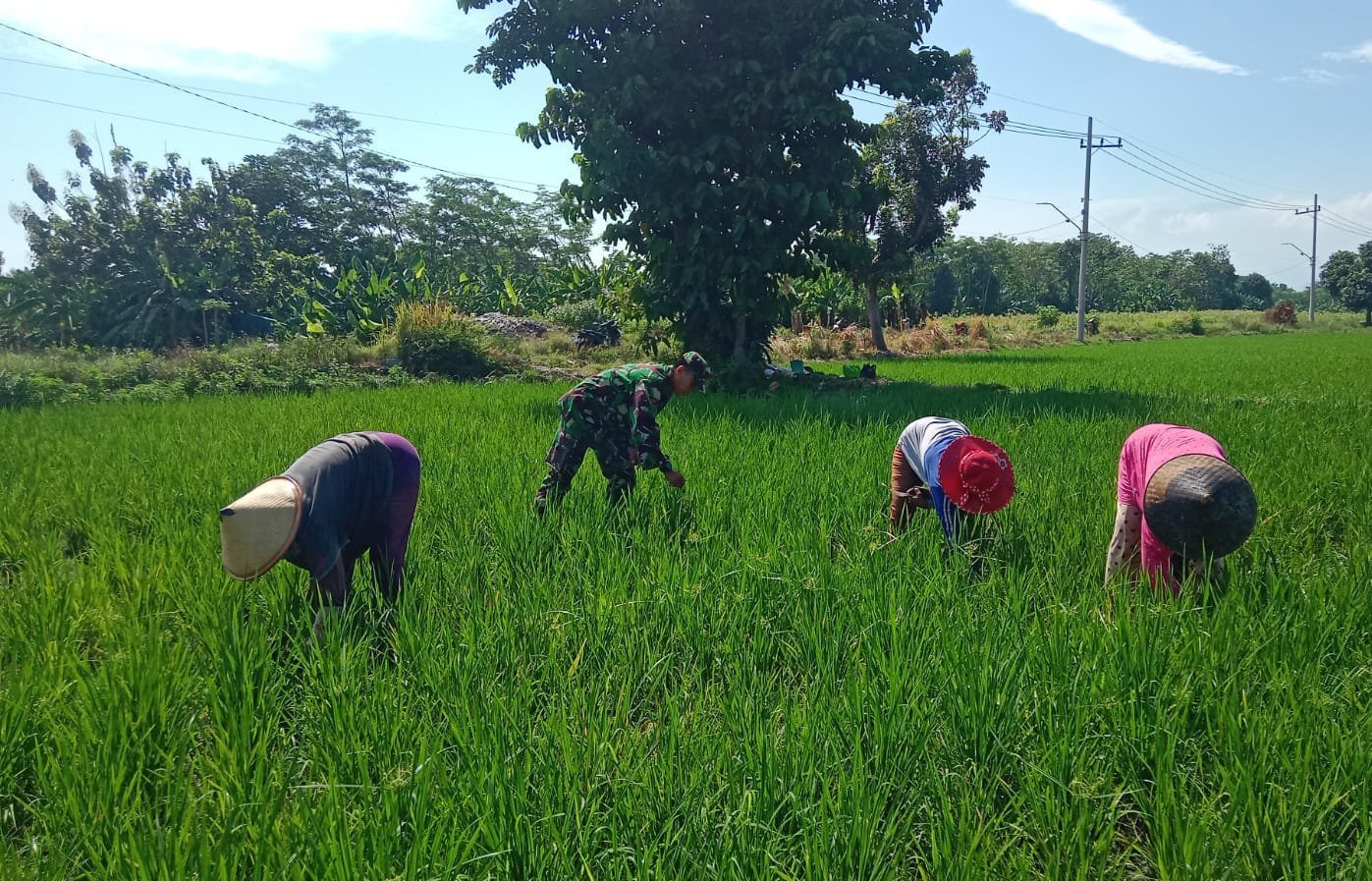 turun langsung ke sawah Koptu Agus Yasir Arofat Turun ke Sawah,