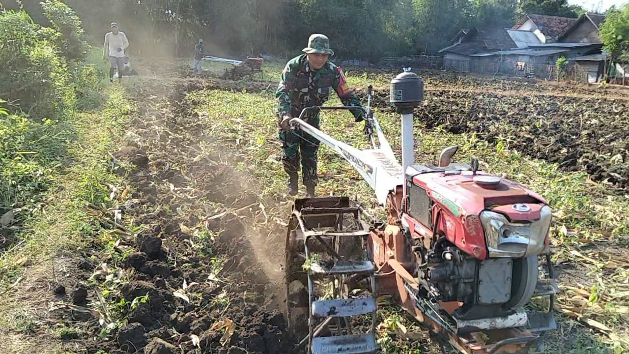 Babinsa Desa Klenang Lor Koramil 0820-20/Banyuanyar, Serka Agus Budiono, kembali turun ke lapangan melaksanakan pendampingan kepada petani jagung di Dusun Alastiang