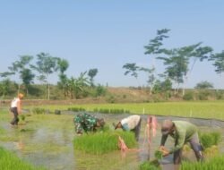 Potret Ketahanan Pangan di Desa Jepun, Babinsa dan Petani Saling Bergandengan