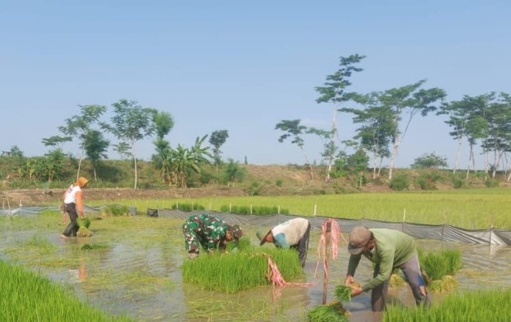 Koramil Tipe B 0807/01 Tulungagung, mendampingi petani melakukan pengambilan bibit padi di lahan milik anggota Kelompok Tani Proyo Mulyo, Kelurahan Jepun
