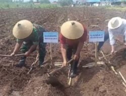 Peltu Bambang Hadiri Tanam Perdana Bongkar Ratoon Tebu Tahun 2025