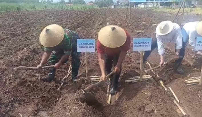 Kegiatan Tanam Perdana Bongkar Ratoon dan Perluasan Area TebuTa.2025 bertempat di Dusun Patang Puluh, Desa Sumber Agung