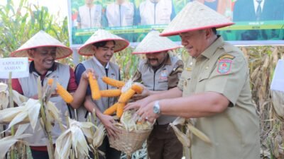 Panen Jagung Raya