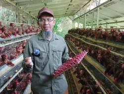 Peternak Rakyat: Aksi KPUN Jeritan Kolektif Produsen Pangan Yang Merasa Ditinggalkan Negara