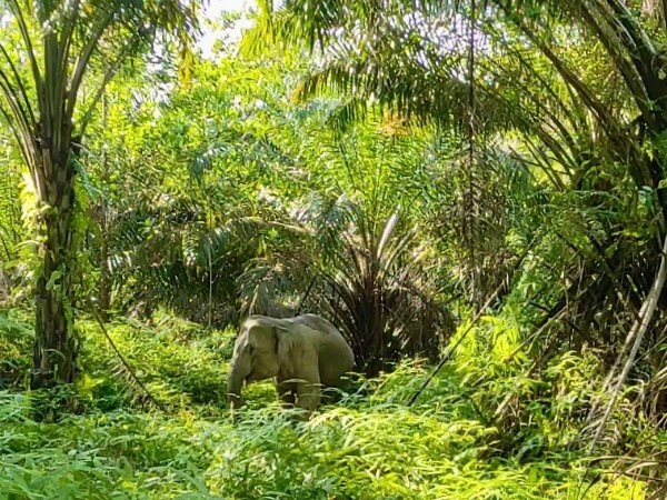 PalmCo Tegaskan Peran Aktif dalam Pelestarian Keanekaragaman Hayati Nasional