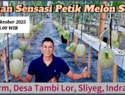 Yuk ke Indramayu! Bisa Petik Sendiri Melon Premium, Ini Lokasinya