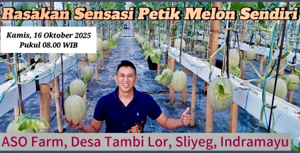 Yuk ke Indramayu! Bisa Petik Sendiri Melon Premium, Ini Lokasinya