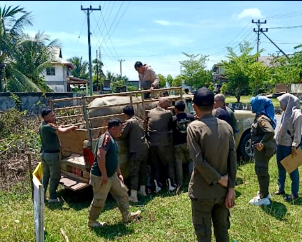 Tegakkan Perda, Satpol PP Bengkulu Selatan Tertibkan Hewan Ternak