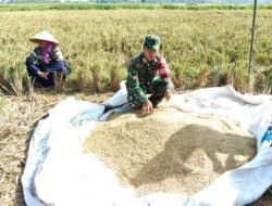 Babinsa Banyuanyar Serka Fantri Ages M. Dampingi Warga Panen Padi di Desa Liprak Kulon