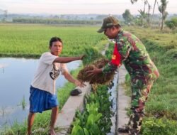 Babinsa Koramil 0820-23/Gading Dampingi Petani Nogosaren Wujudkan Swasembada Pangan