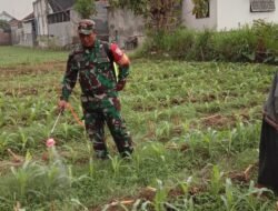 Tingkatkan Produktivitas Jagung, Babinsa Winong Ajak Petani Kendalikan Hama Sejak Dini