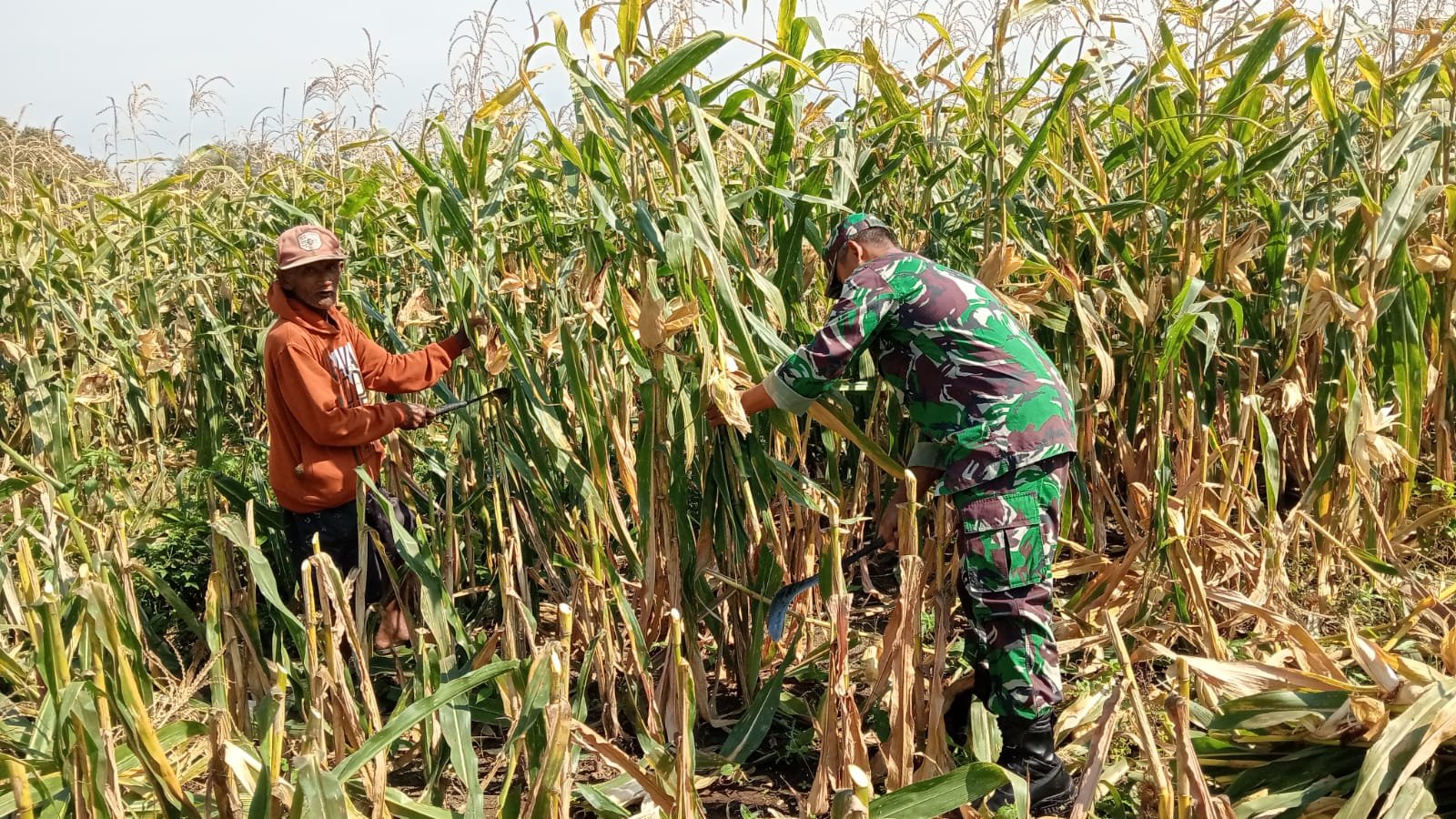 , anggota Koramil 0820-20/Banyuanyar, melaksanakan pendampingan kegiatan pemangkasan pasca panen jagung