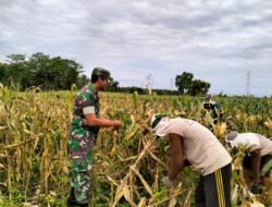 Babinsa Banyuanyar Turun Langsung Dukung Panen Jagung Petani di Desa Sentulan