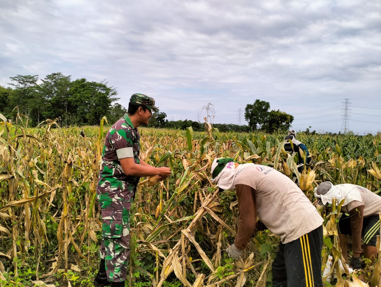 Babinsa Koramil 0820-20/Banyuanyar, Sertu Dodik, turun langsung ke lahan membantu panen jagung
