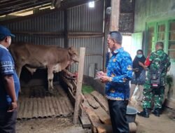 Koramil 0820/22 Dringu Dampingi Evaluasi Program Ketahanan Pangan Berbasis Peternakan Sapi di Sumber Agung