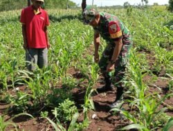 Dukung Ketahanan Pangan, Babinsa Dampingi Petani Sentulan Rawat Tanaman Jagung