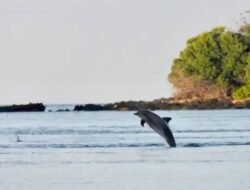 Fenomena Laut Dingin di Alor NTT: Ikan Pingsan, Lumba-lumba Berdatangan